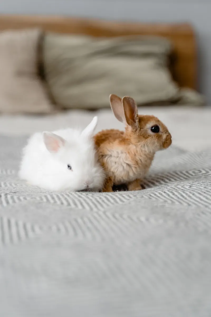 Two rabbits resting on a bed