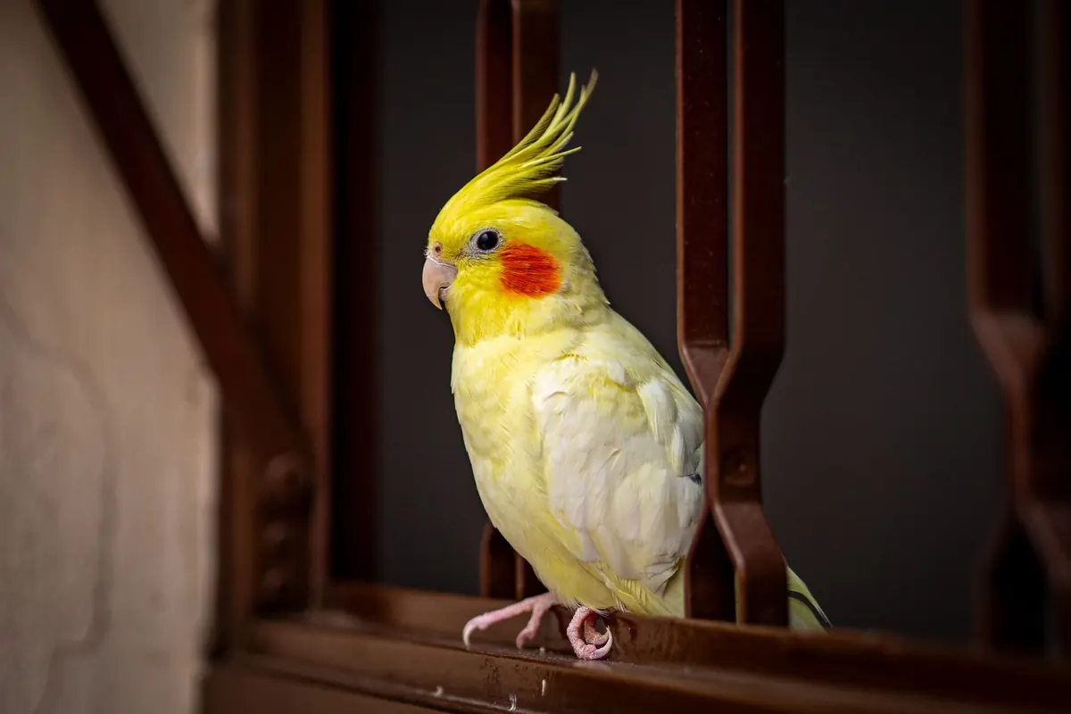 A yellow cockatiel perched indoors