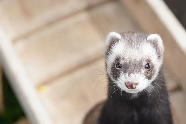 A ferret looking at the camera