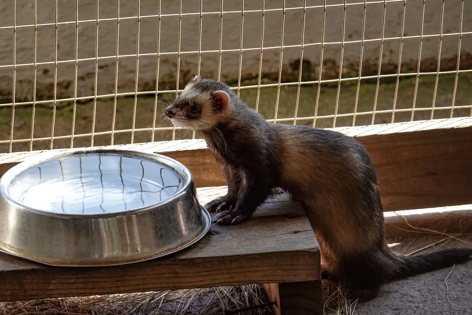 A ferret standing by a water bowl