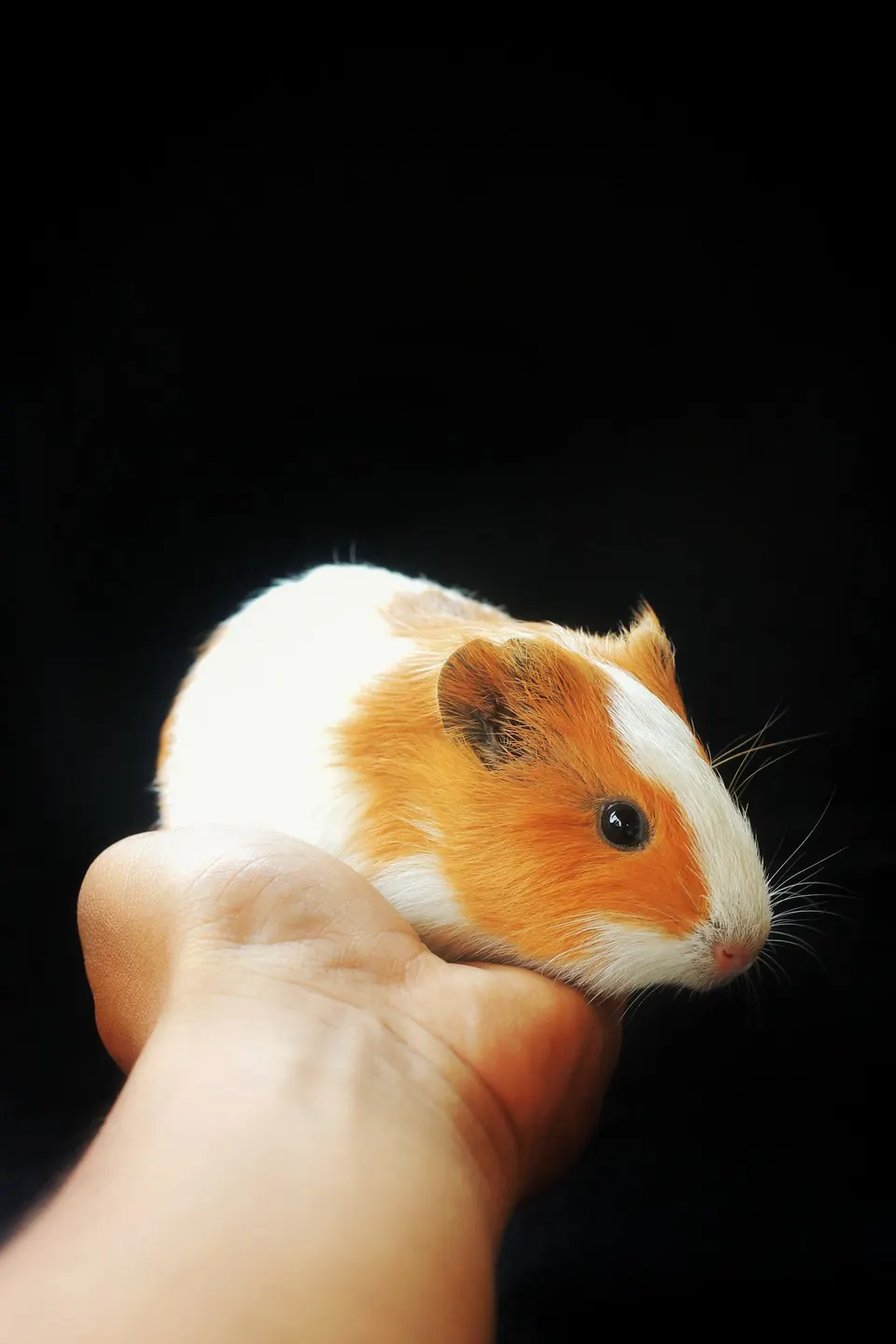 A guinea pig sitting on a hand