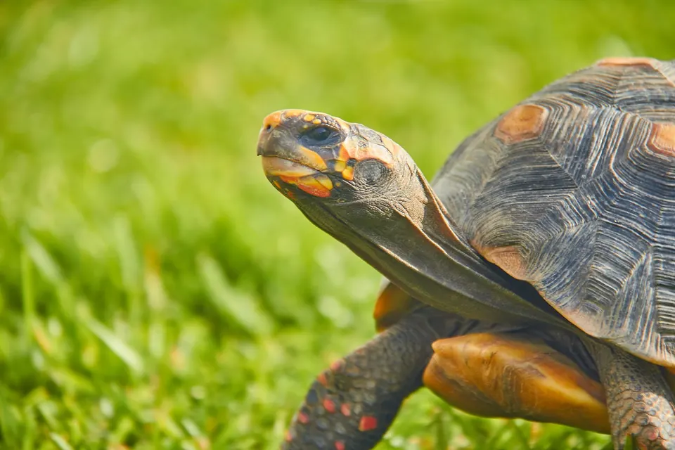A tortoise walking through the grass