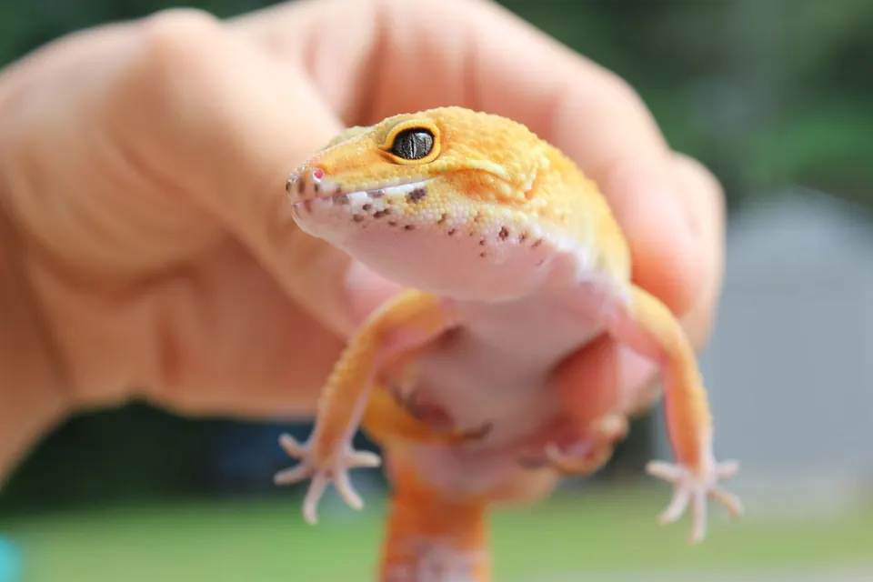 A leopard gecko held in a hand