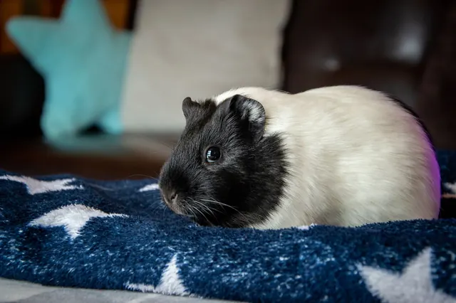 A guinea pig resting on a blanket