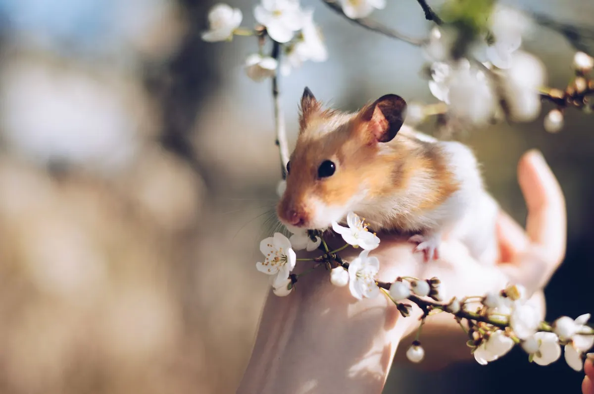 A hamster among spring blossoms