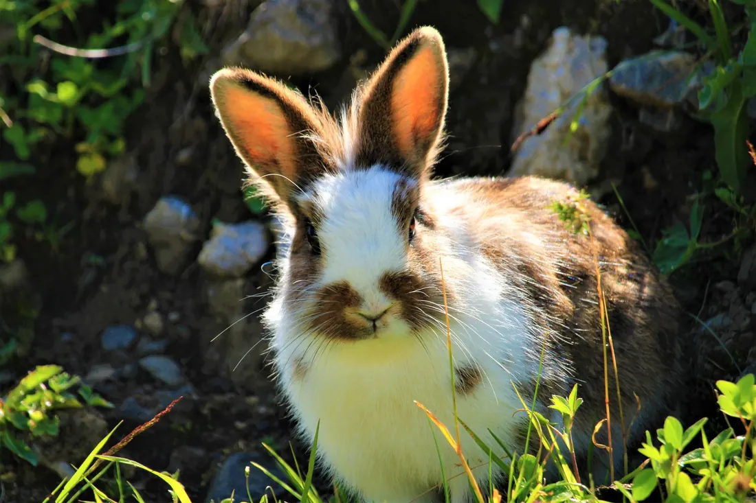 A brown and white rabbit sitting in the grass
